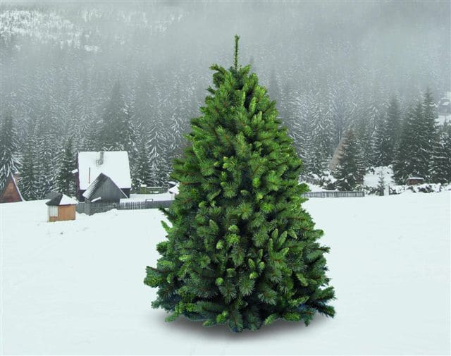 GIOCOPLAST NATALE SP - GCP29908690 ALBERO GERMOGLIATO CM.150 CON 520 RAMI