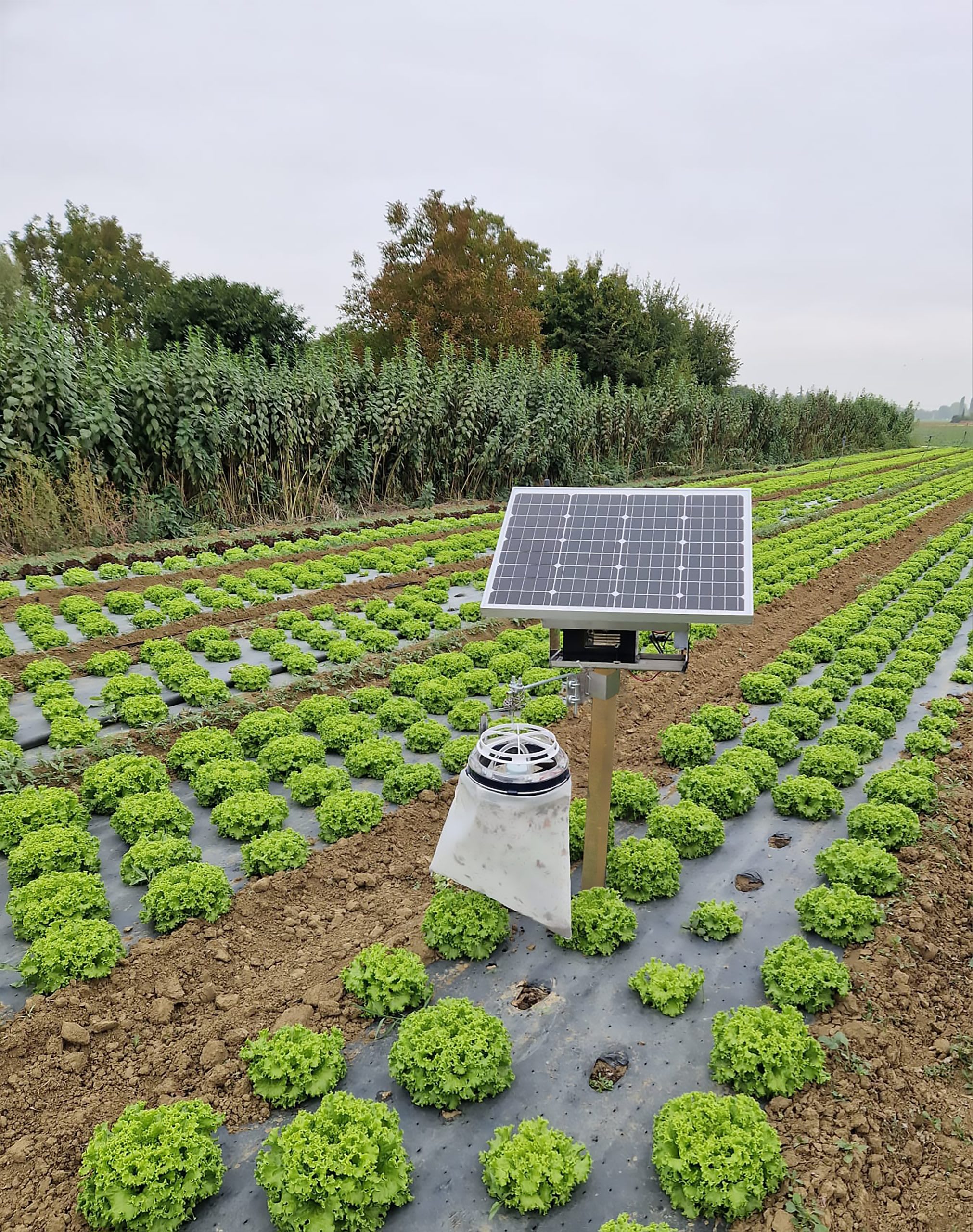 MO EL - MOE3689FV MOONLED PER FOTOVOLTAICO