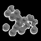 CONCHIGLIA - CON095182077 SF/MPE/H SEGNALINO